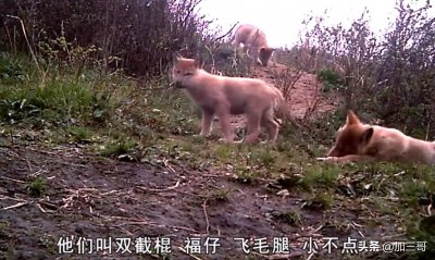 ​传奇故事《重返狼群》感慨万端，人见人爱的格林狼现在还活着吗？