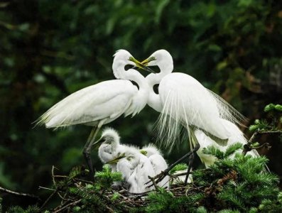 ​河南常见鸟类图鉴