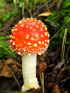 ​可以做美食的鹅膏菌，剧毒鹅膏菌，你会辨别吗