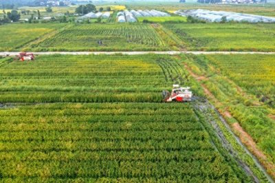 ​我国农垦改革再出发，持续深化，掀起新一轮现代化农业浪潮！