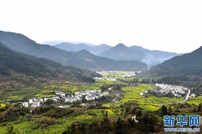 ​江西婺源：十万亩油菜花迎春绽放
