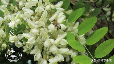 ​洋槐蜜是什么蜜