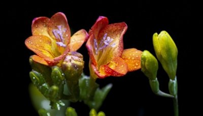 ​香雪兰：冬日里的清香使者