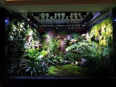 ​雨林缸造景教程：9x2.5x3米的热带雨林缸，真的仿佛来到了仙境！