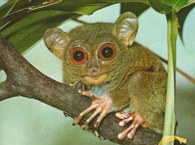 眼镜猴名副其实，眼睛和戴眼镜的人眼睛一样都突出来了