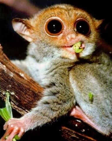 眼镜猴名副其实，眼睛和戴眼镜的人眼睛一样都突出来了