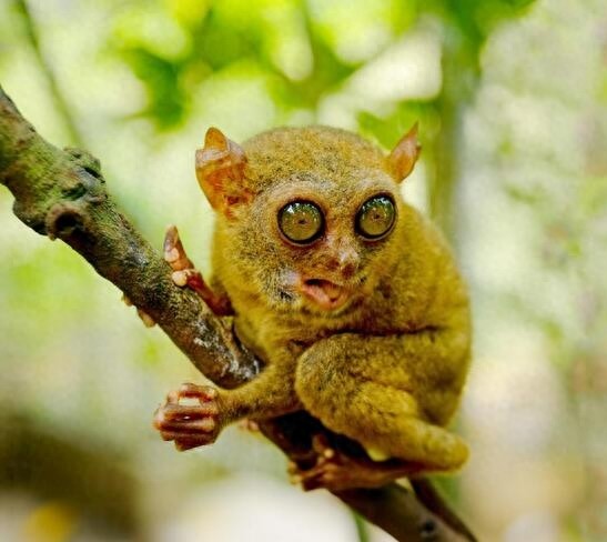 眼镜猴名副其实，眼睛和戴眼镜的人眼睛一样都突出来了