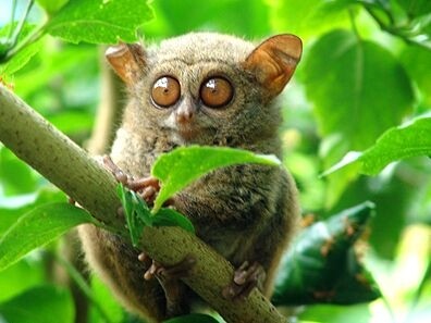 眼镜猴名副其实，眼睛和戴眼镜的人眼睛一样都突出来了