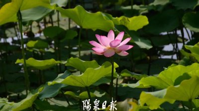 ​开了！绝美！阳泉今夏第一波高清赏荷图