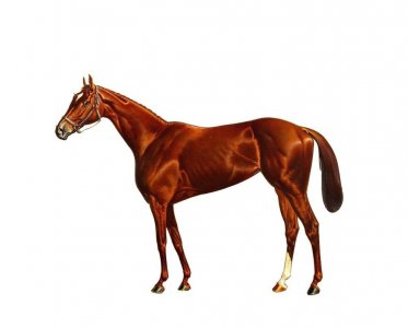 ​漫话Thoroughbred纯种马（纯血马）