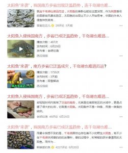 ​全国“泛滥”的太阳鱼，到底是一种什么鱼，为什么钓鱼人那么怕它