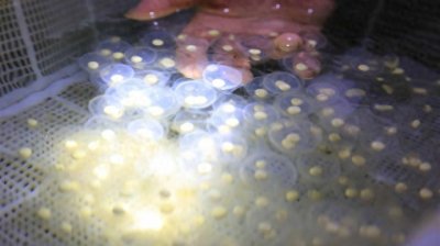 ​从一斤千元跌至一斤二十元，“天价”娃娃鱼养殖跌下神坛！