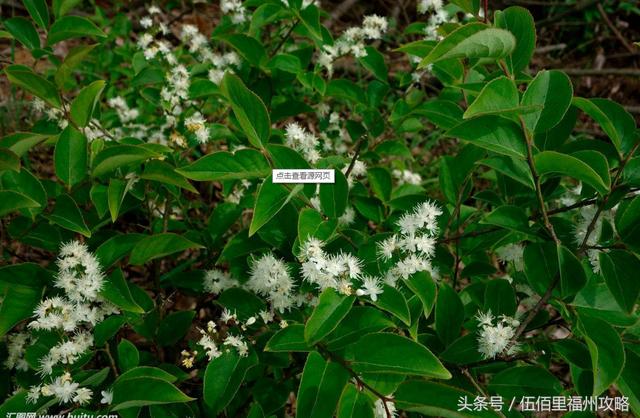 福州市有几个森林公园（福州五大国家级森林公园）(35)