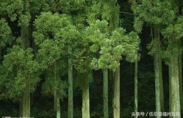 福州市有几个森林公园（福州五大国家级森林公园）(27)