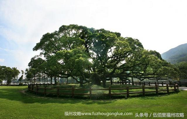 福州市有几个森林公园（福州五大国家级森林公园）(4)