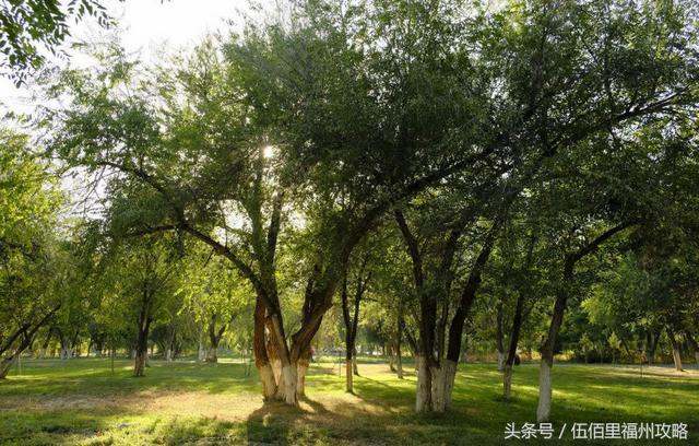 福州市有几个森林公园（福州五大国家级森林公园）(30)