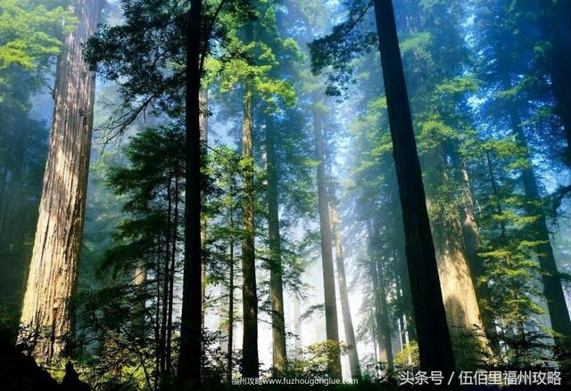 福州市有几个森林公园（福州五大国家级森林公园）(1)