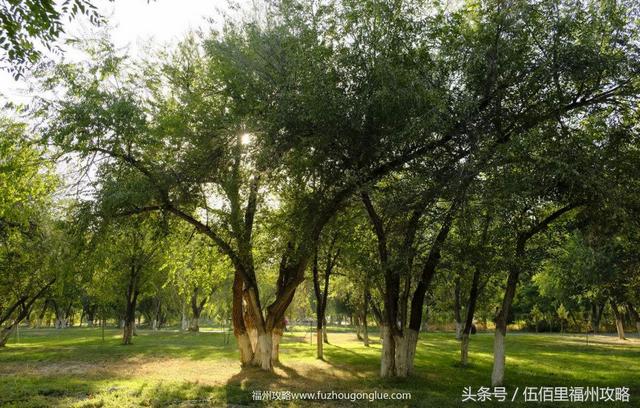 福州市有几个森林公园（福州五大国家级森林公园）(12)