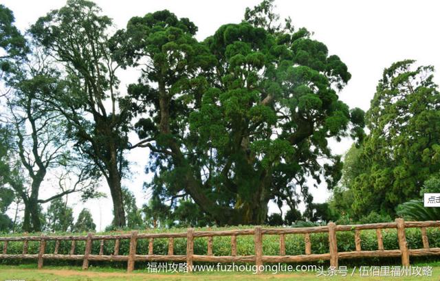 福州市有几个森林公园（福州五大国家级森林公园）(20)