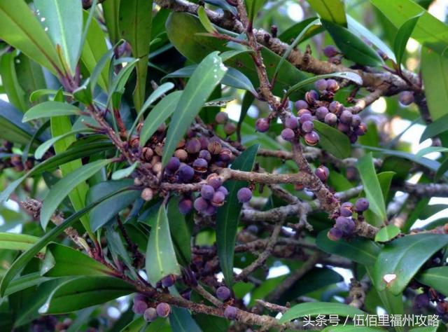 福州市有几个森林公园（福州五大国家级森林公园）(34)