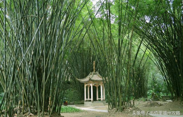 福州市有几个森林公园（福州五大国家级森林公园）(5)