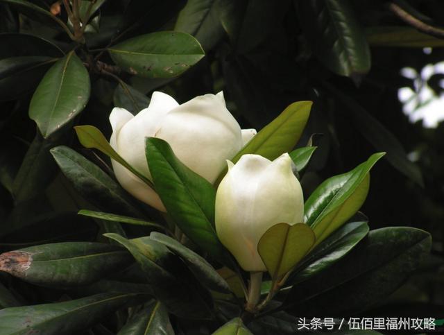 福州市有几个森林公园（福州五大国家级森林公园）(19)