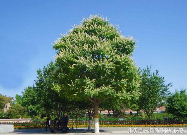 福州市有几个森林公园（福州五大国家级森林公园）(13)