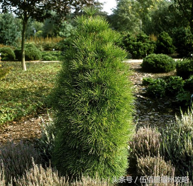 福州市有几个森林公园（福州五大国家级森林公园）(6)