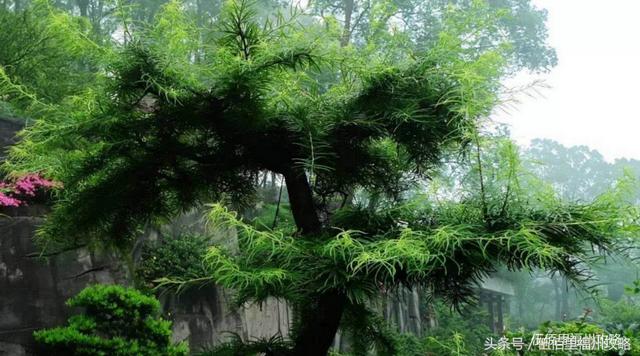 福州市有几个森林公园（福州五大国家级森林公园）(9)