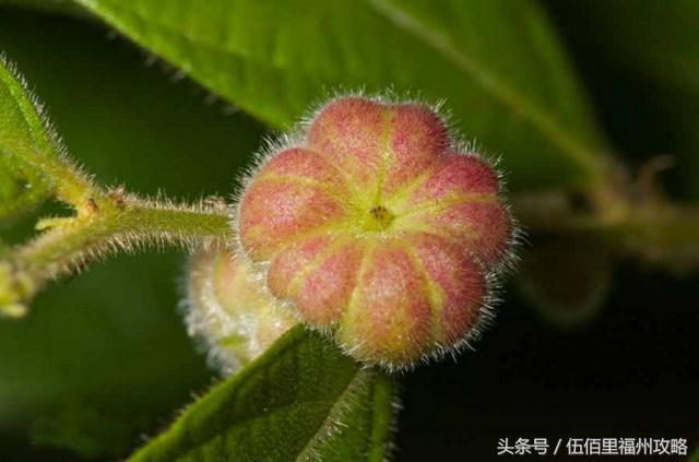 福州市有几个森林公园（福州五大国家级森林公园）(32)