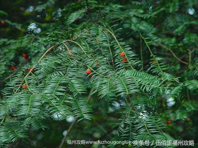 福州市有几个森林公园（福州五大国家级森林公园）(17)