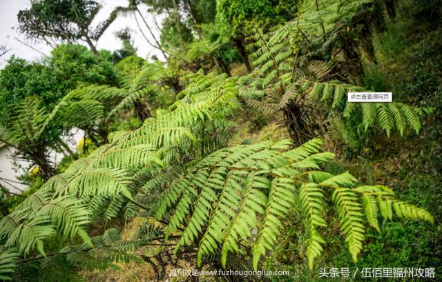 福州市有几个森林公园（福州五大国家级森林公园）(18)