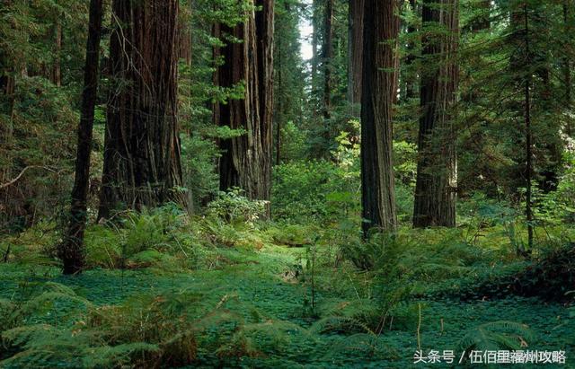 福州市有几个森林公园（福州五大国家级森林公园）(10)