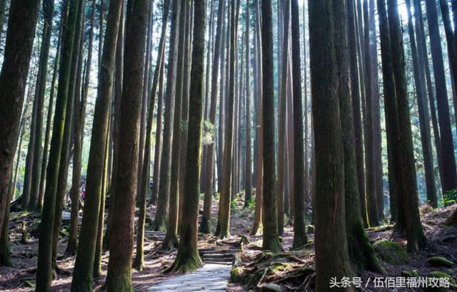 福州市有几个森林公园（福州五大国家级森林公园）(28)