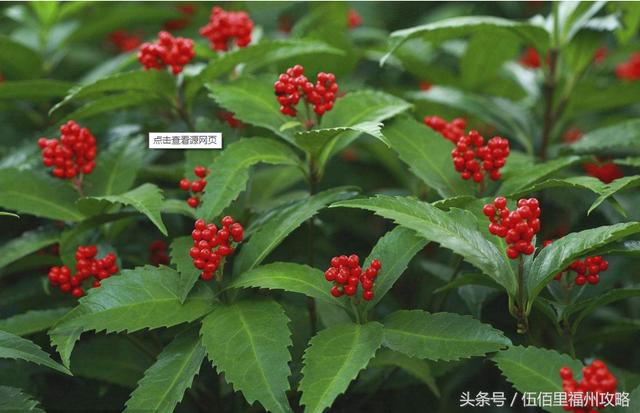 福州市有几个森林公园（福州五大国家级森林公园）(33)