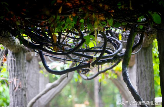 福州市有几个森林公园（福州五大国家级森林公园）(21)