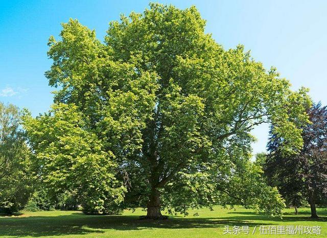 福州市有几个森林公园（福州五大国家级森林公园）(11)