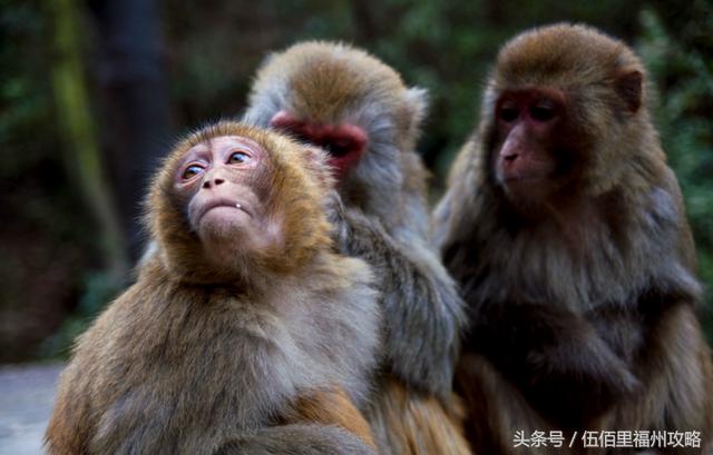 福州市有几个森林公园（福州五大国家级森林公园）(22)