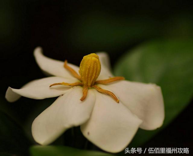 福州市有几个森林公园（福州五大国家级森林公园）(31)