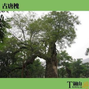 江苏省徐州市铜山区简介（江苏省徐州市铜山区）(19)