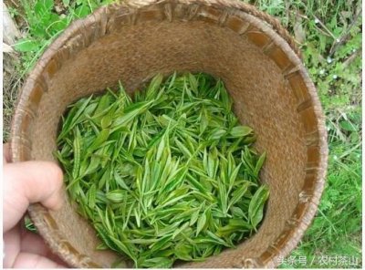 ​喝信阳毛尖的好处和禁忌（信阳毛尖的功效及禁忌 信阳毛尖的好处）