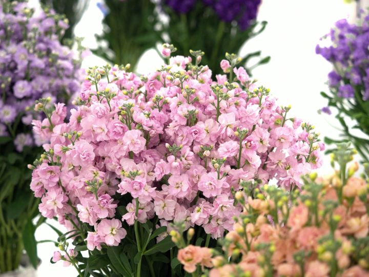 七夕送老婆什么花好（人类高质量七夕送花指南）