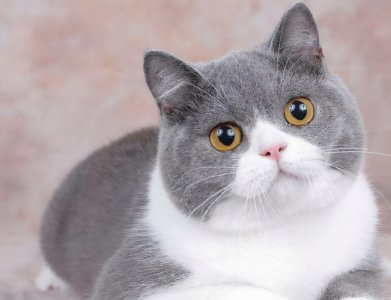 ​英短虎斑猫就是不纯吗（英短怎么鉴别是否正宗纯正）