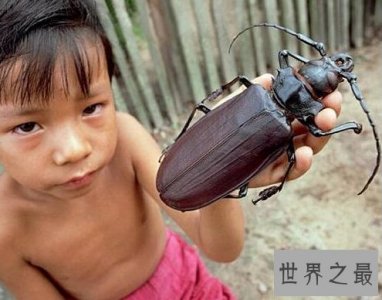 ​世界上最大的甲虫，泰坦甲虫长达21厘米（一口咬断一根铅笔）