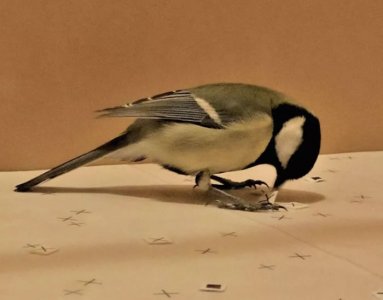 ​《动物生态学杂志》：蓝雀和大山雀通过观看视频了解避免不该吃的东西