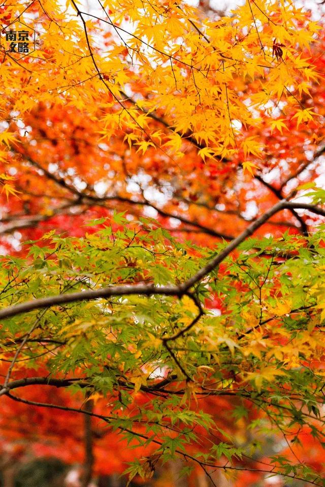 南京一日游必去十大景点（南京59个适合一日游的打卡景点）(64)