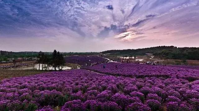 南京一日游必去十大景点（南京59个适合一日游的打卡景点）(50)
