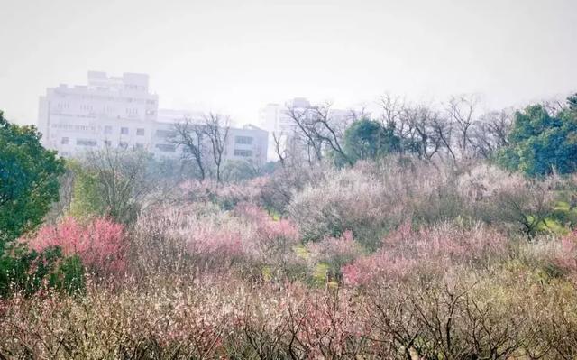 南京一日游必去十大景点（南京59个适合一日游的打卡景点）(11)