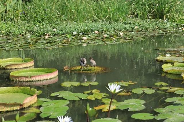 上海森林公园哪里最好（魔都最新五星级公园出炉）(50)