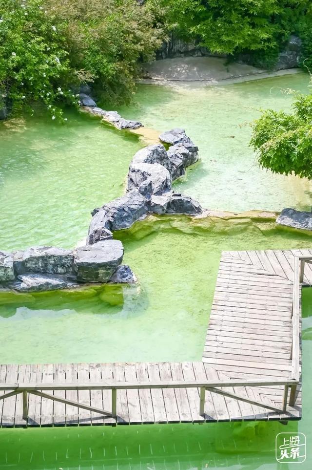 上海森林公园哪里最好（魔都最新五星级公园出炉）(42)